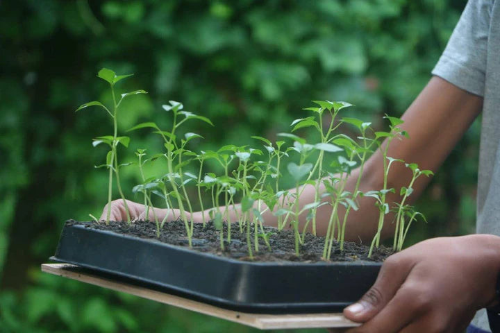 Kiembak van natuurlijk rubber met 30 vakjes gevuld door ontkiemde plantjes