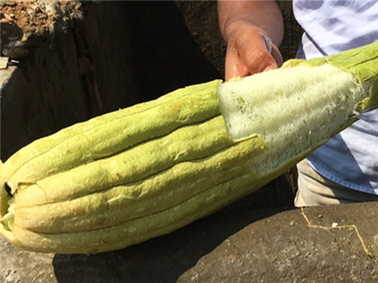 Afwas spons Loofco 2 Stuks