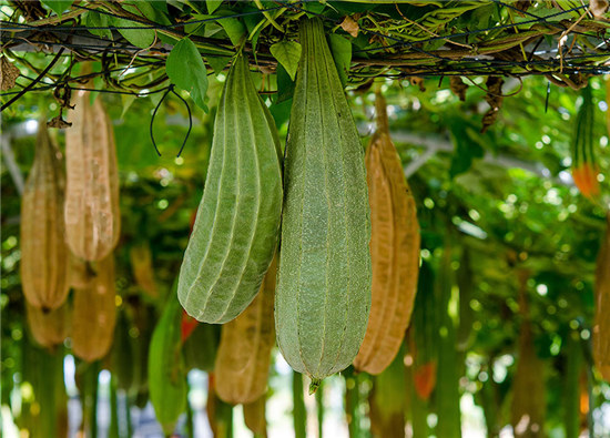 Afwas spons Loofco 2 Stuks