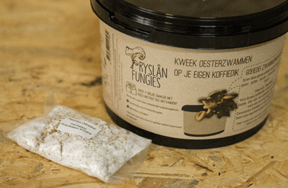 oesterzwammen kweken op koffiedik emmer