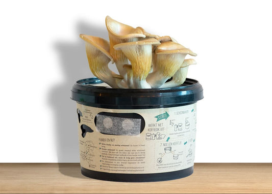 Funghi factory voor oesterzwammen kweken op koffiedik